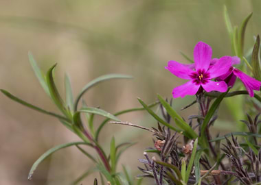 wildflower in the mountain