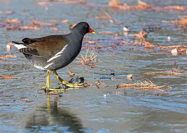 moorhen duck walking