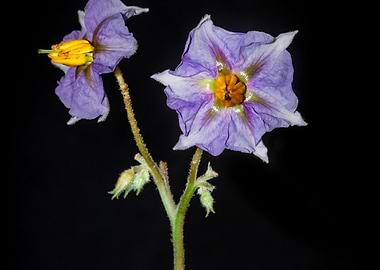 Eggplant flower