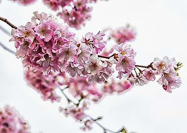 pink flowers on tree