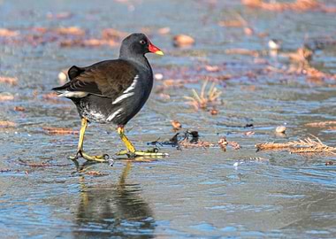 moorhen duck walking