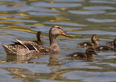 duck with ducklings