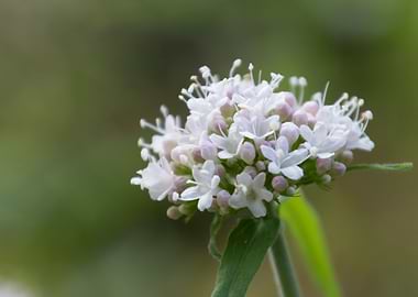 wildflower in the mountain