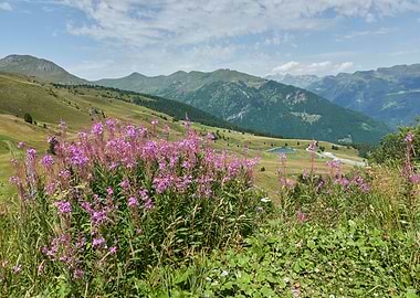 wildflower in the mountain