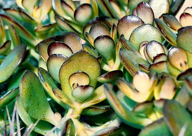 succulent plant