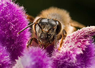 Bee