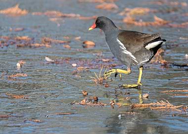 moorhen duck walking