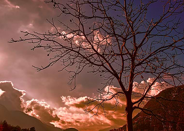 trees without leaves