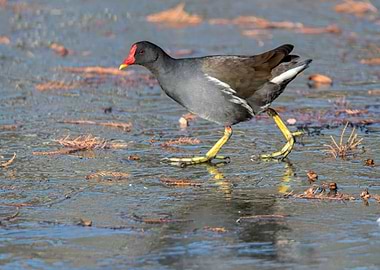 moorhen duck walking