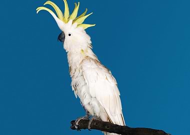 Parrot