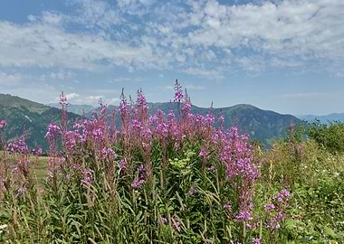 wildflower in the mountain