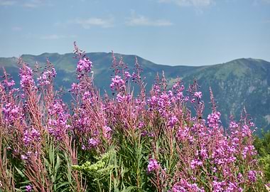 wildflower in the mountain