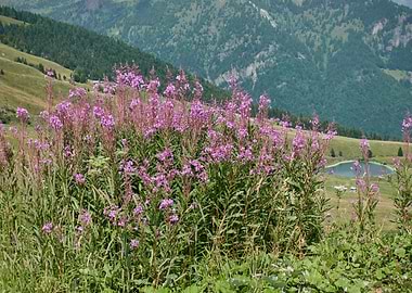 wildflower in the mountain