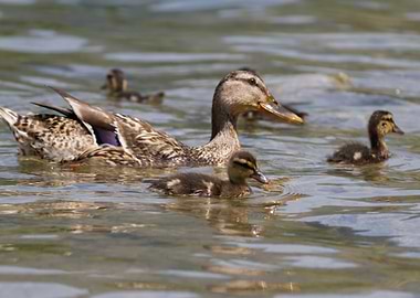 duck with ducklings