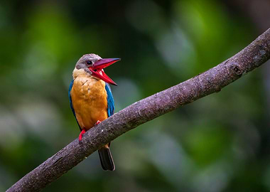 Storkbilled Kingfisher