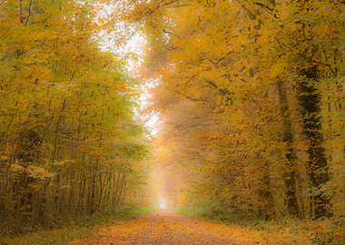 Golden autumn forest