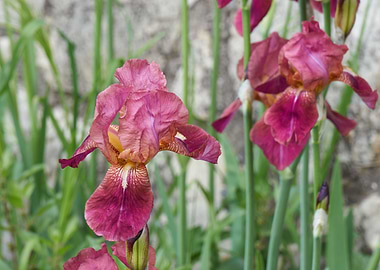 iris gladiolus in bloom