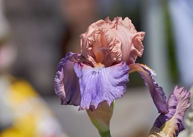 iris gladiolus in bloom