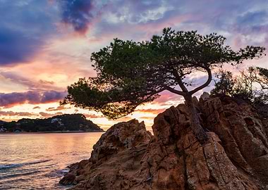 Lonely tree at sunrise