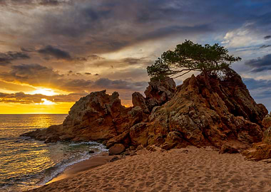 Lonely tree at sunrise