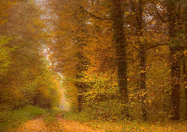 Autumn forest mood