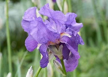 iris gladiolus in bloom