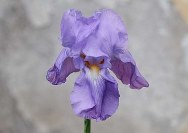 iris gladiolus in bloom