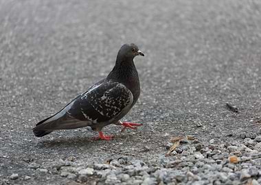 pigeon at park