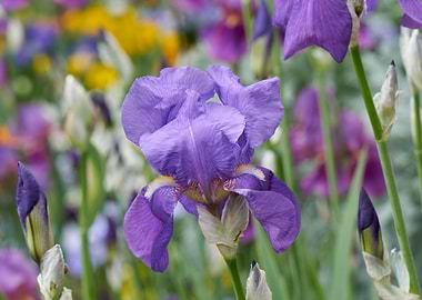 iris gladiolus in bloom