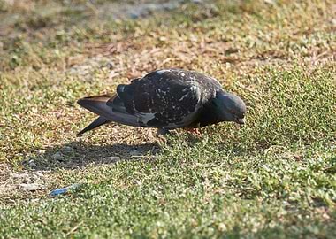 pigeon at park