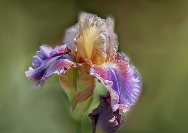 iris gladiolus in bloom