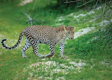 Leopard