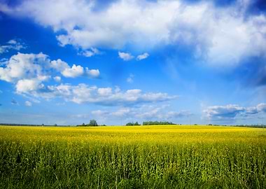 Green field landscape