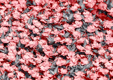 Impatiens Interspecific