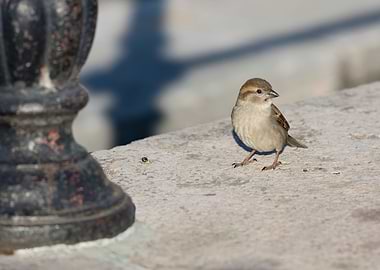 sparrow at park