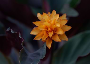 amaranth flower in bloom