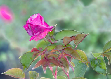 raindrops on the rose