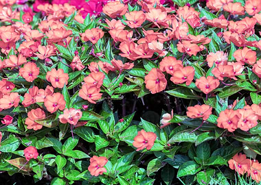 Impatiens Interspecific