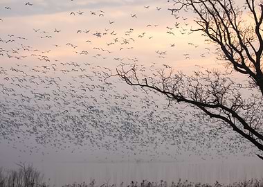 Foggy lake at dawn