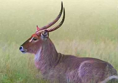 Waterbuck
