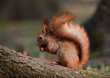 Squirrel