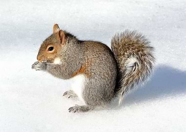 Squirrel
