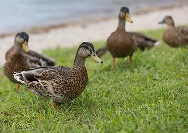 brown ducks anas castanea