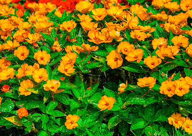 Impatiens Interspecific