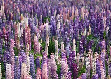 Lavender Flowers