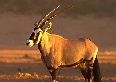 Oryx