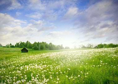 Green field landscape