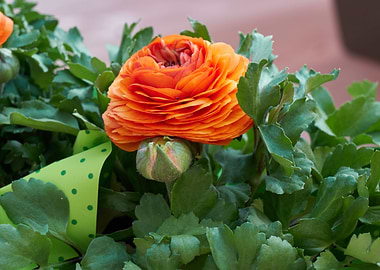 orange flower in the vase