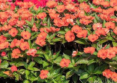 Impatiens Interspecific