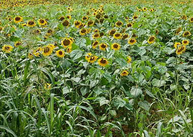 sunflower in the garden